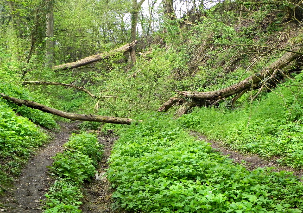aankondiging natuurstudieweek 2014